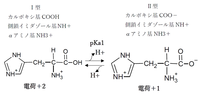 ヒスチジン pHの変化と解離,化学種の存在比(割合),荷電,等電点